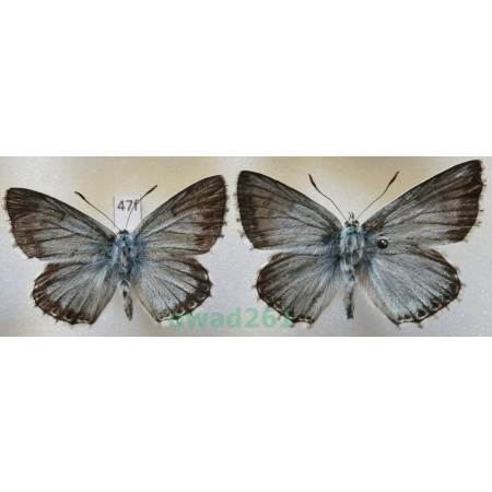 Polyommatus coridon (Poda, 1761) pair Modraszek korydon Poland47f